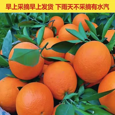 重庆奉节脐橙橙子水果现摘特产甜橙冰糖正宗孕妇新鲜现摘10斤