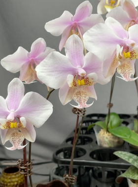 W7715 西x黄史 2.8寸