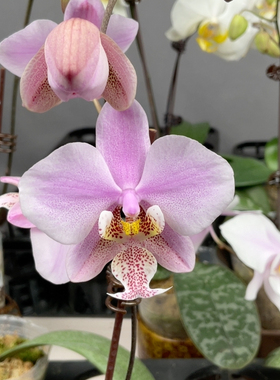 W7714 西x黄史 2.8寸