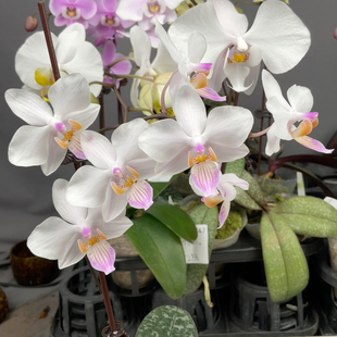 W7749 菲律宾x林登