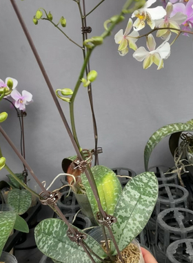 w7727 te1900史塔基双梗