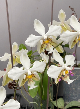 W8271 TE1900大风大浪史