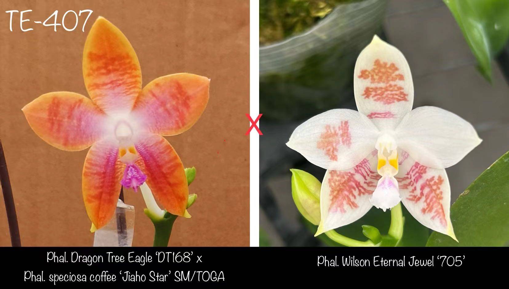 TE407 2.8寸实生盲盒,鲜花速递/花卉仿真/绿植园艺,国兰/杂交兰/洋兰类,淘宝优惠券,粉丝福利购,淘宝优惠卷