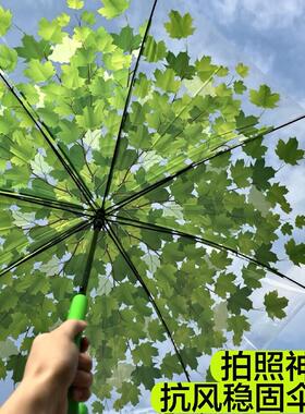 枫叶透明长柄小清新网红小众儿童学生抗风合金加固女士高颜值伞