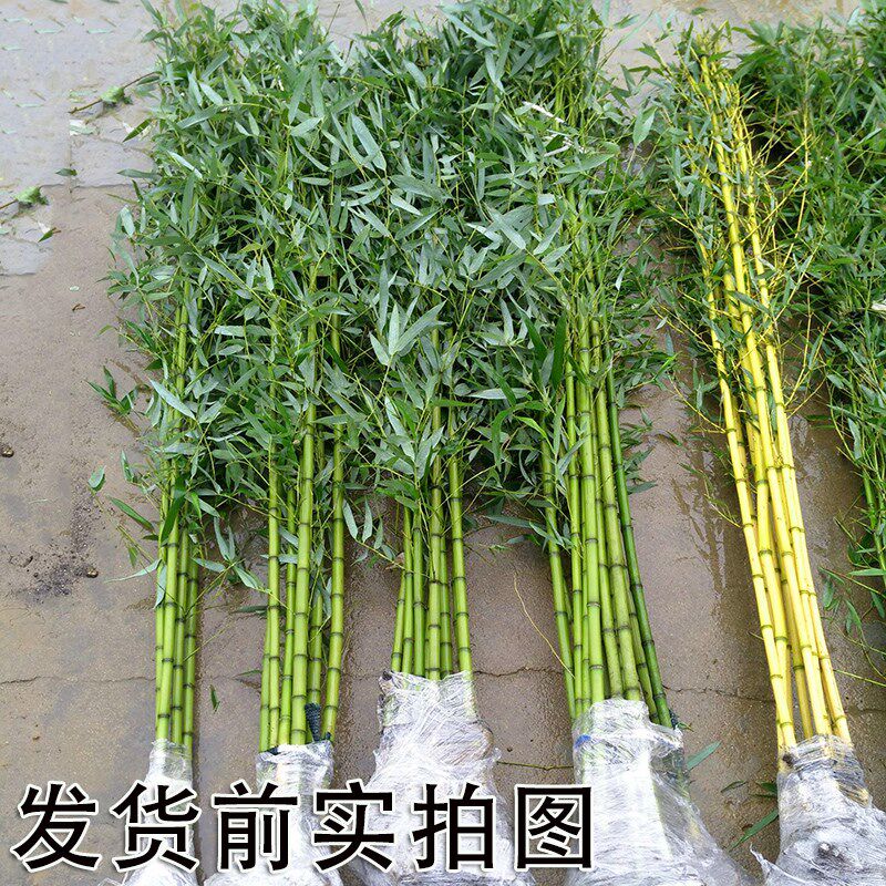 庭院绿化观赏植物紫竹苗青竹苗金镶玉竹子苗黄金竹楠竹盆栽竹根苗图片