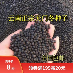 正宗天冬种子云南天门冬种子种苗大天冬种籽天冬籽门冬中药材种子
