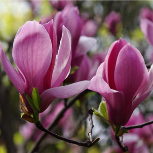 庭院白玉兰花树苗室内阳台盆栽浓香型红玉兰紫玉兰二乔玉兰带花苞