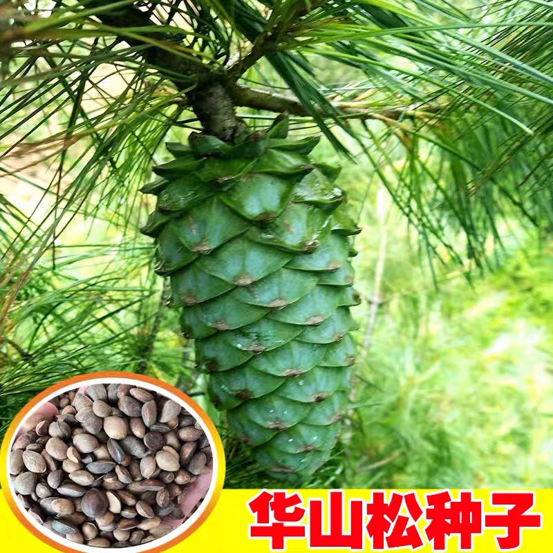 新采黑松种子雪松罗汉松华山湿地白皮松五针松盆景红松树马尾松籽