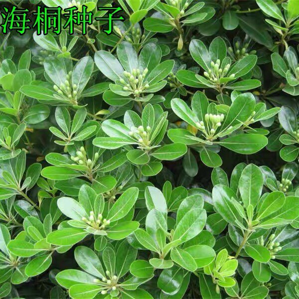 优质林木树种子 花卉种子海桐种子 苗木种子海桐球种子净种子