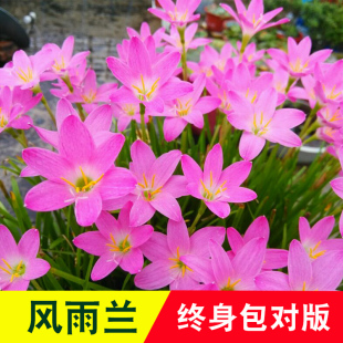 风雨兰种球盆栽花卉葱兰韭兰花苗植物开花新鲜易活绿植球根种子