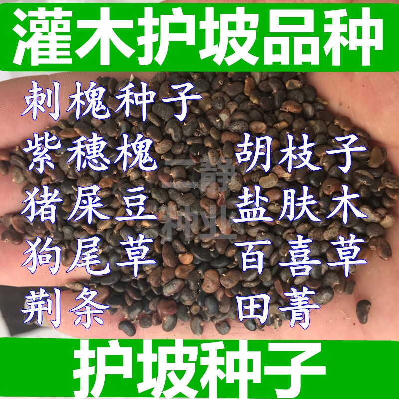 刺槐种子护坡灌木紫穗槐树种子洋槐胡枝子狗尾草银合欢猪屎豆田菁