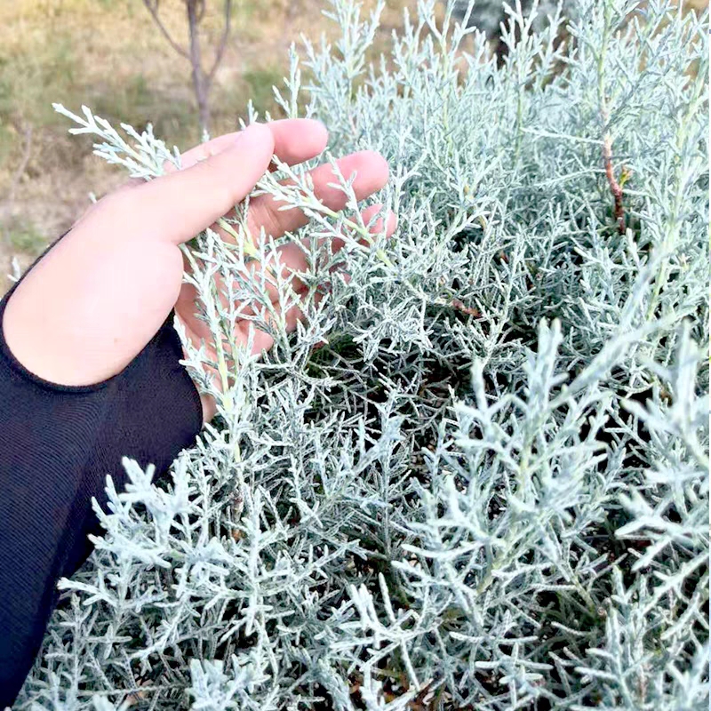 蓝冰柏树苗 圣诞树 地中海蓝叶柏 三季霜蓝色 常绿树种 彩叶树种