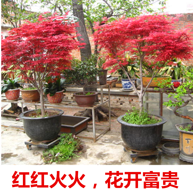 红枫树苗红舞姬红枫苗嫁接美国日本红枫四季红庭院盆栽地栽绿化苗