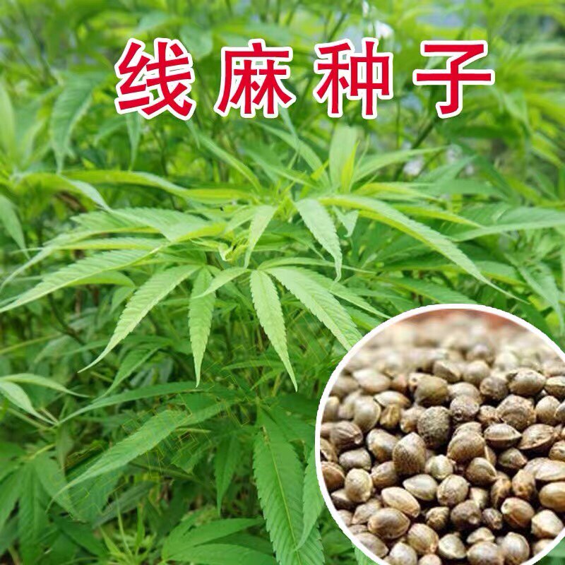 火麻种子 胡麻 中草药植物线麻 野菜火麻仁种籽四季庭院栽培易活