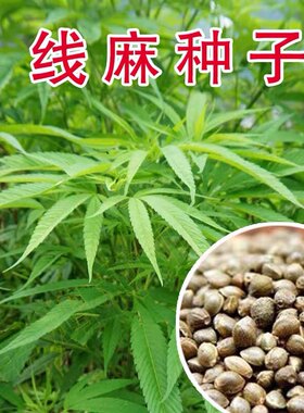 火麻种子 胡麻 中草药植物线麻 野菜火麻仁种籽四季庭院栽培易活