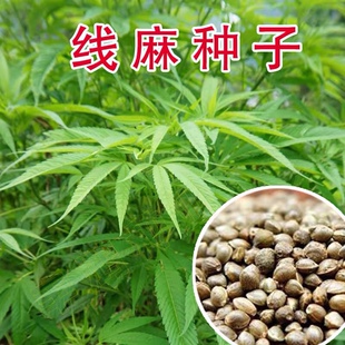 火麻种子 胡麻 中草药植物线麻 野菜火麻仁种籽四季庭院栽培易活