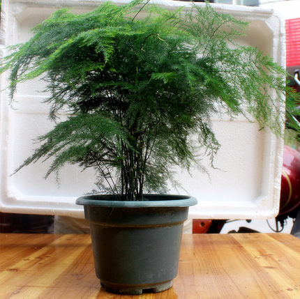 四季盆栽花卉文竹植物室内绿植办公室净化空气文竹盆景