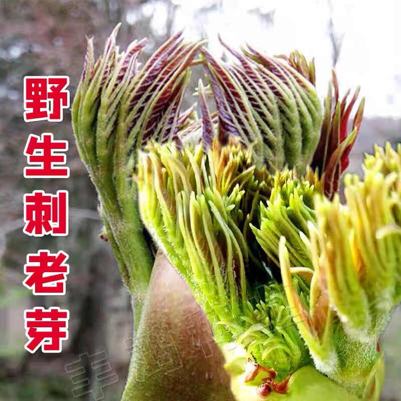 刺嫩芽刺老芽种子 东北特产山菜刺嫩芽种籽山野菜种苗南北方种植