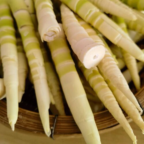 新鲜现挖现发5斤包邮时令野菜竹笋笋子水笋 去壳焯水发货
