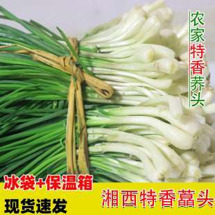 湘西新鲜荞头农家自种藠头现挖茭头当季时令蔬菜小蒜非野葱带叶
