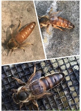 意蜂蜂王包邮活体产卵新王交尾王生产蜜王处女王高产黑王黄王浆王