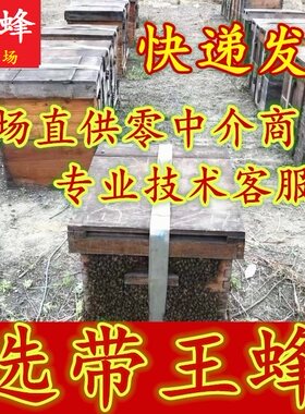 蜜蜂活体意蜂蜂群包邮包活密蜂意蜂蜂群笼蜂蜂群出售意蜂蜂群宠物