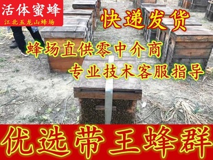 蜜蜂活体意蜂蜂群包邮包活密蜂意蜂蜂群笼蜂蜂群出售意蜂蜂群宠物