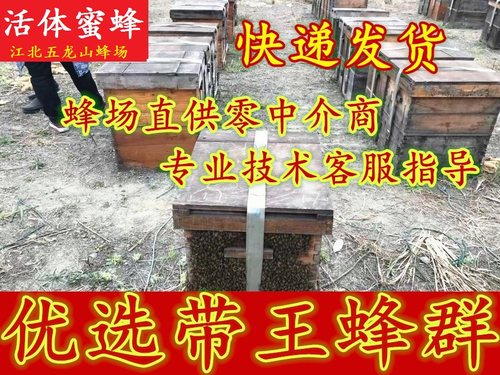 蜜蜂活体意蜂蜂群包邮包活密蜂意蜂蜂群笼蜂蜂群出售意蜂蜂群宠物