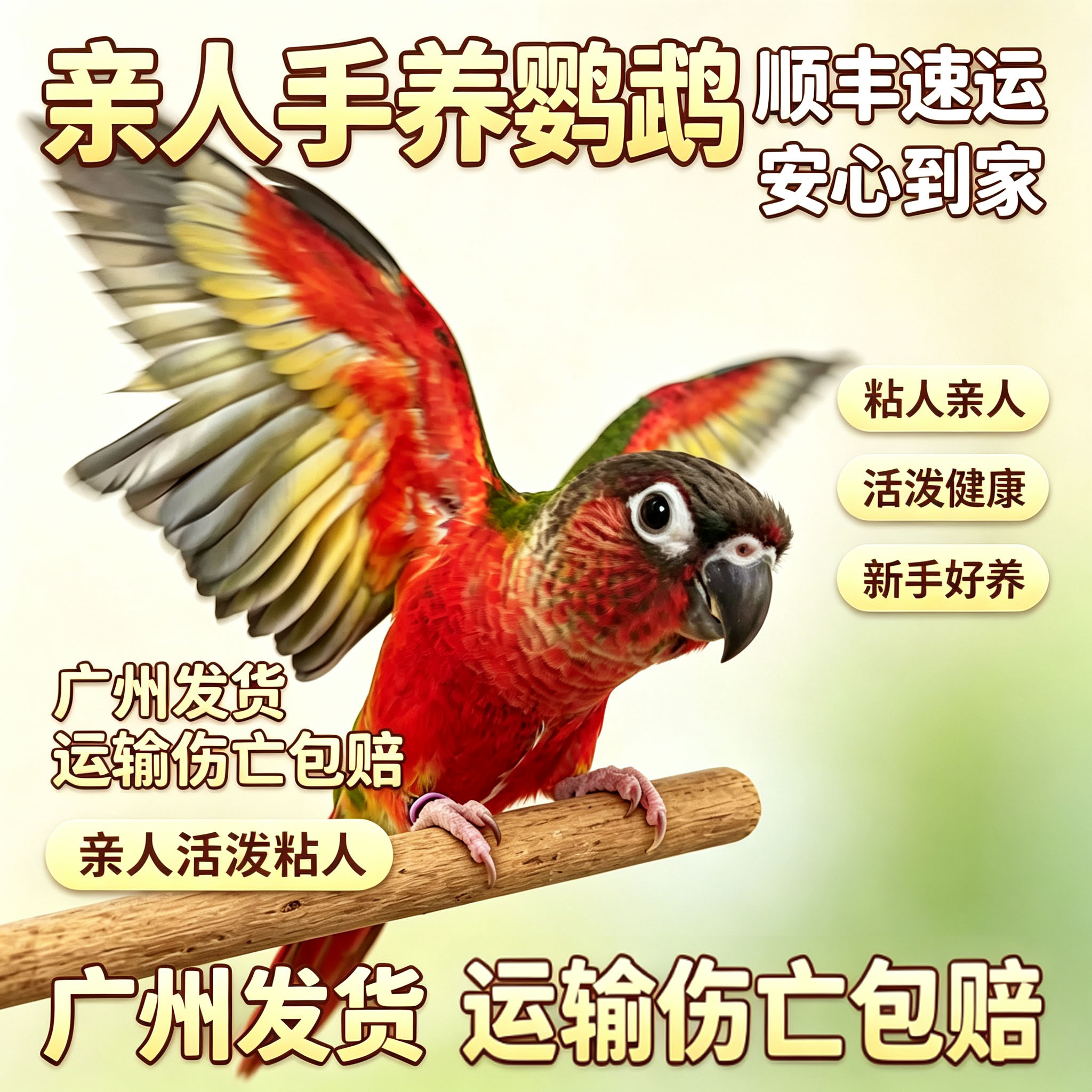 小太阳鹦鹉手养小太阳鹦鹉黄边凤梨肉桂绿颊活鸟鹦鹉宠物顺丰包邮