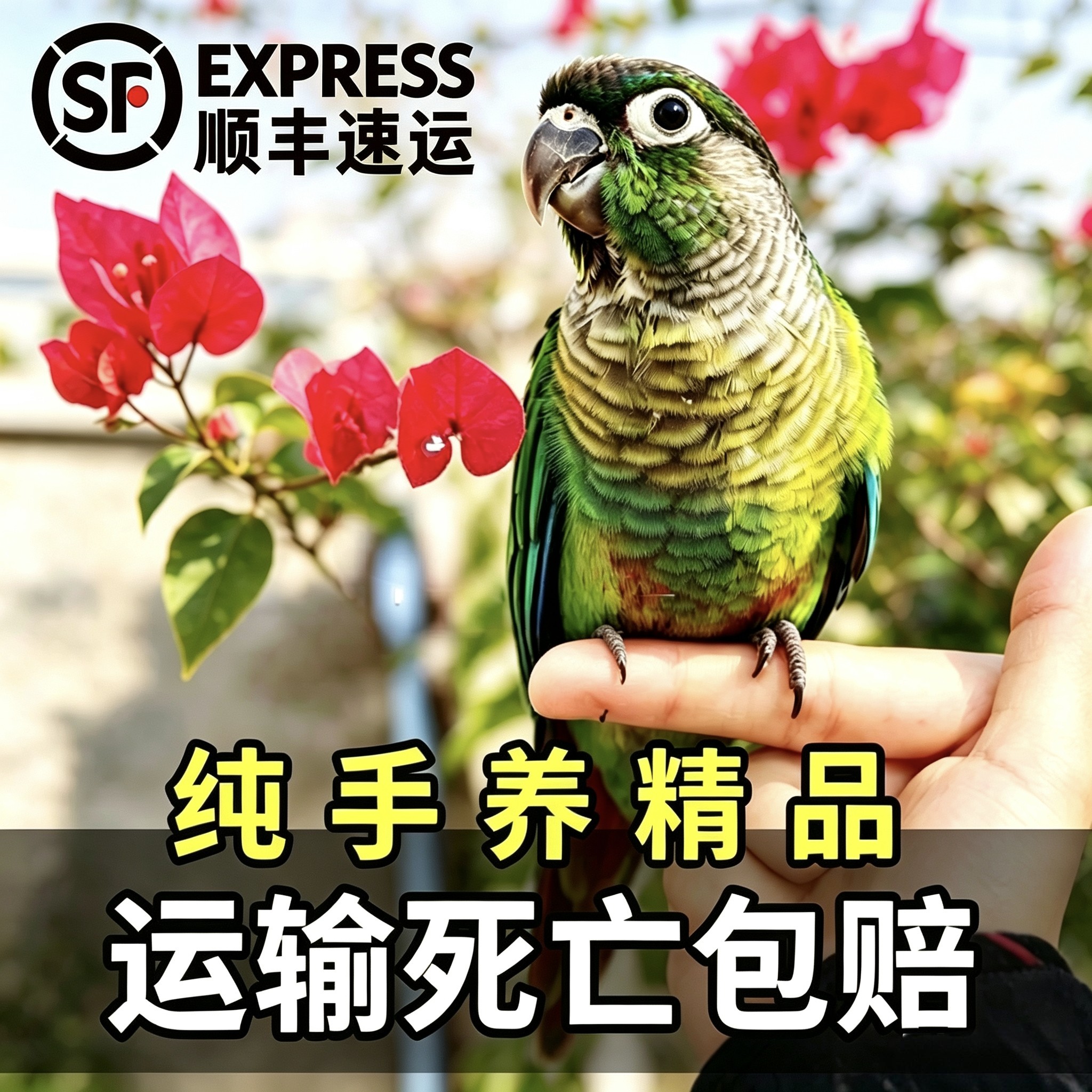 亲人小太阳黄边凤梨绿颊会说话亲人广州发货顺丰快递运输死亡包赔