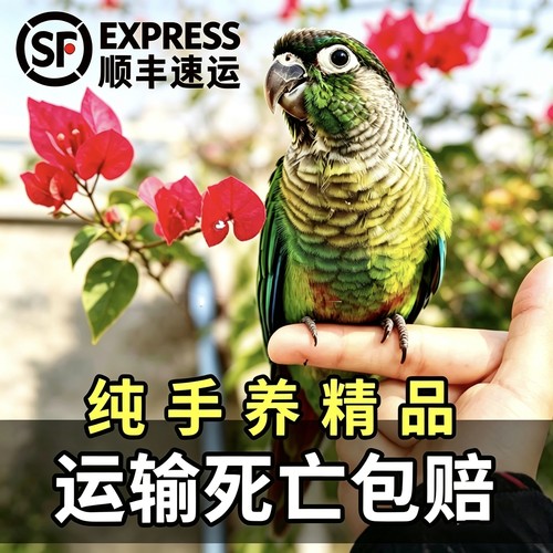 亲人小太阳黄边凤梨绿颊会说话亲人广州发货顺丰快递运输死亡包赔