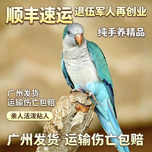 鹦鹉活鸟手养亲人蓝和尚鹦鹉和尚鹦鹉广州发货顺丰包邮幼鸟学吃