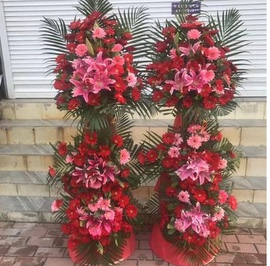 封后 Fenghou 园艺用品封后全年四季开花的花室内外花卉花种观花植物好养开花不断龙蛋盆 140 铁海棠 带盆栽好 价格图片品牌报价 苏宁易购战狼家居专营店