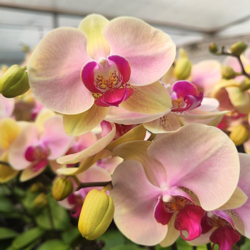 蝴蝶兰（蒙娜丽莎）双花剑 花量多带苞 叶片碧绿基地直发
