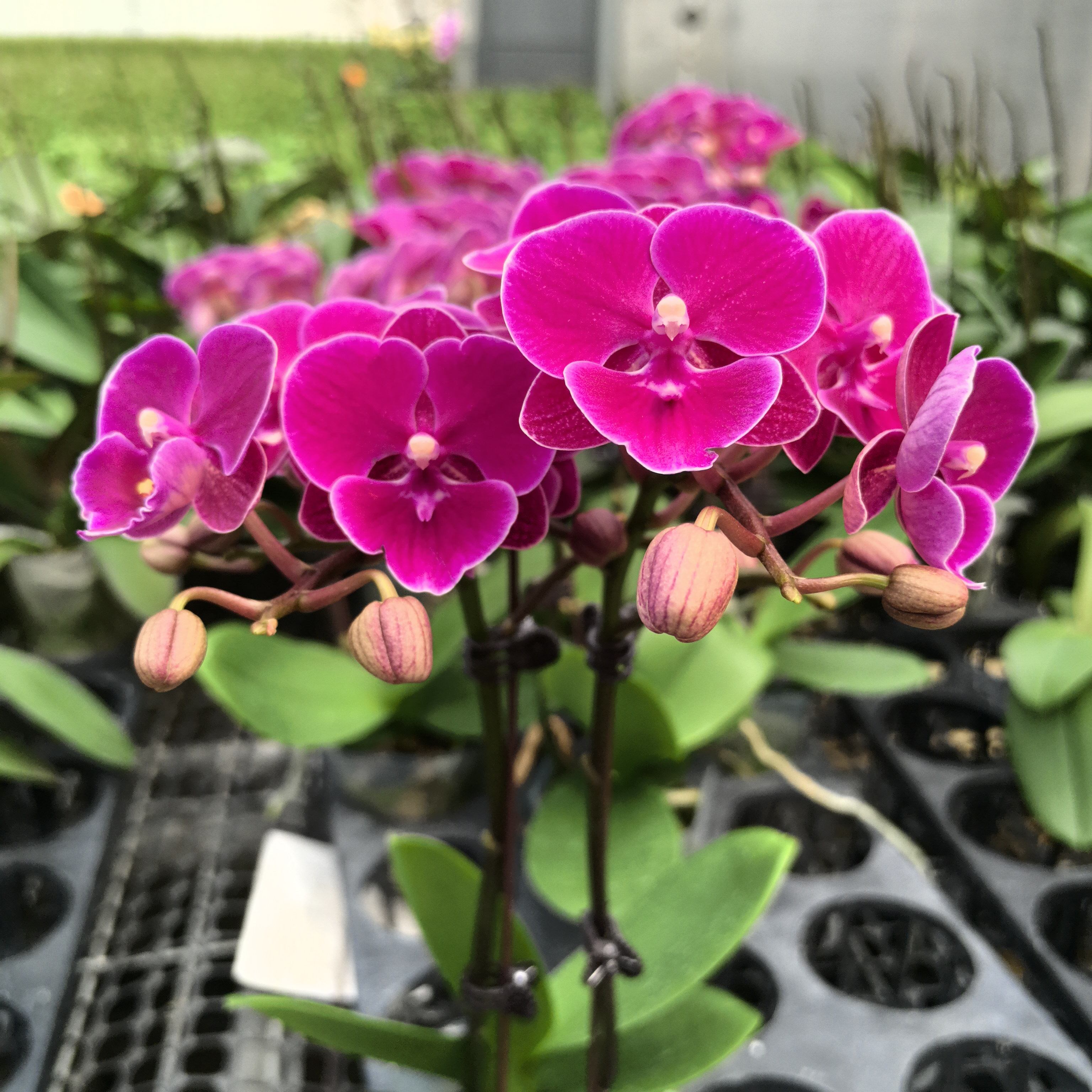 蝴蝶兰 三棵5花剑（红玫瑰）品质特价 有花有苞开花株