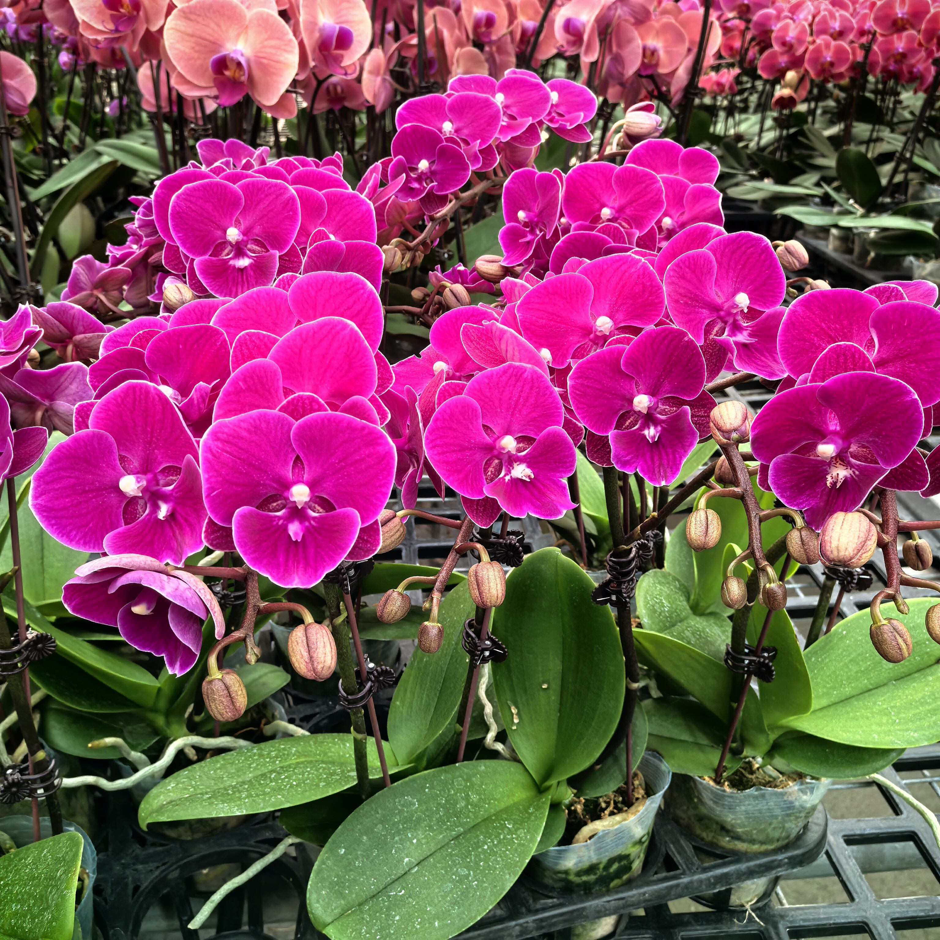 蝴蝶兰 三棵（红玫瑰）品质特价 有花有苞开花株