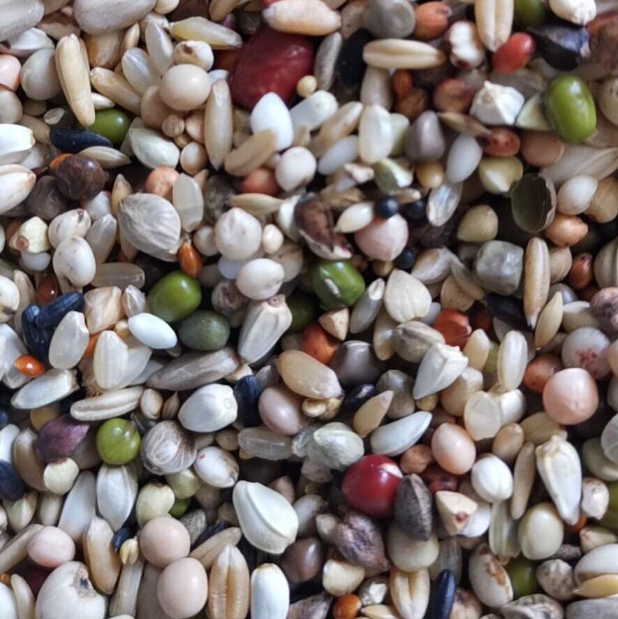 枭龙鸽粮新品推荐全能基础饲料高蛋白鸟食鸽子粮40斤江浙沪皖包邮