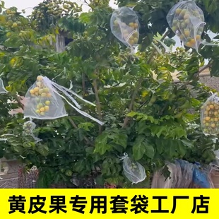 黄皮果套袋专用袋子龙眼乌防鸟防虫吃的纱网罩包保护透气网沙收口