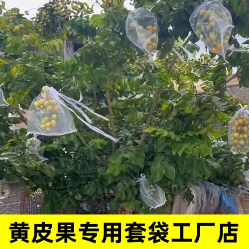黄皮果套袋专用袋子龙眼防虫防鸟