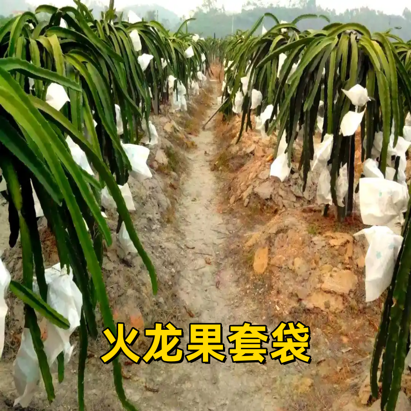火龙果专用套袋防虫鸟尼龙网透气