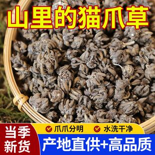 野生猫爪草新货水洗猫抓草500g中药材可搭夏枯草蒲公英郁金四物汤