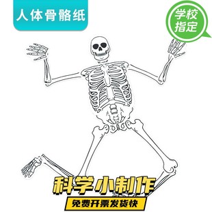 科技小制作diy手工材料人体骨骼器官模型 幼儿园小学科学实验发明