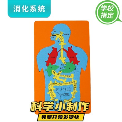 人体内脏结构模型消化系统器官科教结构启蒙儿童解剖科学diy拼图
