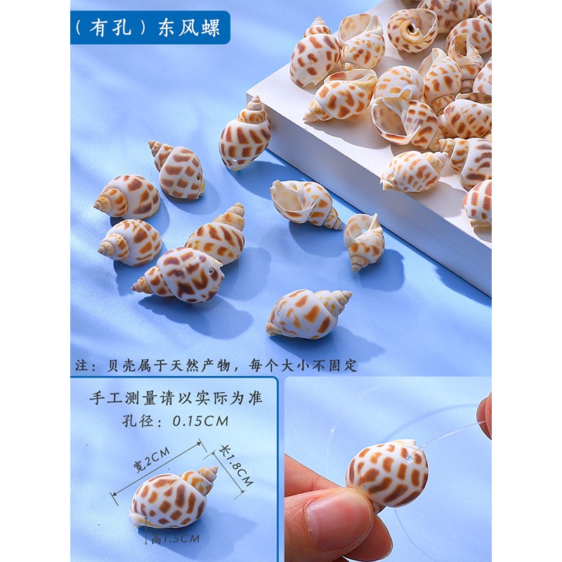 天然小海螺贝壳红香螺鱼缸造景装饰摆件工艺品摆件饰品