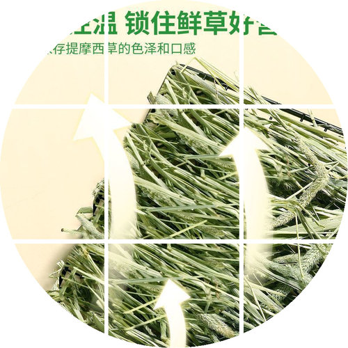 提摩西兔饲料晒干北豚鼠用