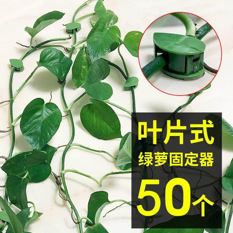 绿萝卡子爬墙器无痕爬藤免钉绿箩花藤蔓客厅自粘卡扣夹子神器
