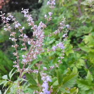高速护坡绿化户外耐旱耐涝苗木种子 黄荆种子  荆条种子 树桩