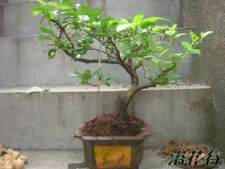 山楂树观果制作小盆景阳台