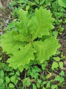 野生斛树苗 槲栎叶子槲栎头树蒸馍 蒸馒头绿色天然 包粽子 桲楞叶