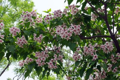 花楸苗楸树苗 土楸苗 老楸树苗 观花植物 楸树叶  楸树花  楸树皮